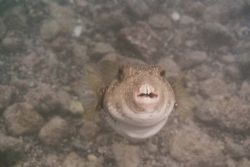 Puffers are dangerous? Housed Nikon 8008S off the Big Isl... by Alison Stenger 
